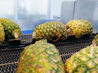 Dây chuyền chế biến đóng hộp dứa Product Photograph