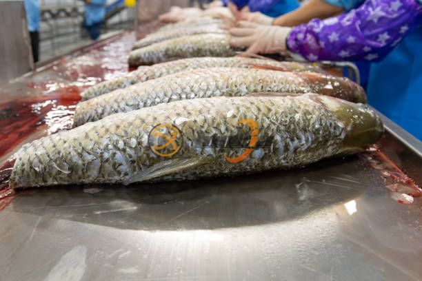 fish