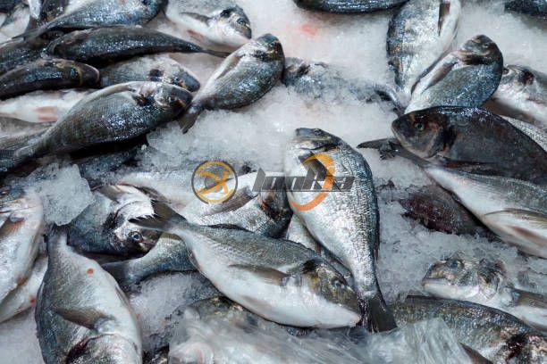 frozen fish