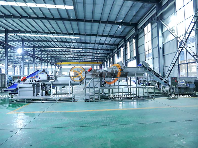 Leafy Vegetable Processing Machine for sale